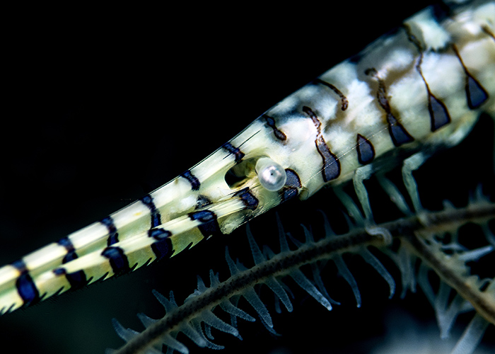 03_Tozeuma_armatum_(Saw_blade_Shrimp).jpg