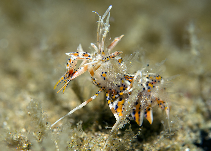 05_Phyllognathia_ceratophthalmus_(Tiger_Shrimp).jpg