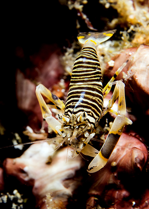 06_Gnathophyllum_americanum_(Bumblebee_shrimp).jpg