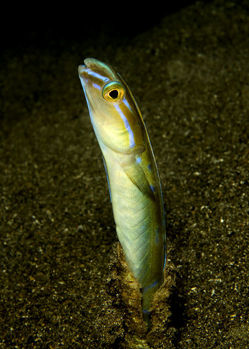 08_Xiphasia_setifer_(Snake_eel_Blenny).jpg