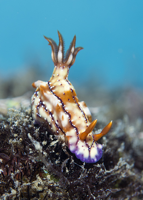 09_Hypselodoris_krakatoa.jpg