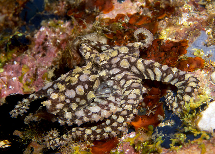 11_Abdopus_abaculus_(Mosaic_Octopus).jpg