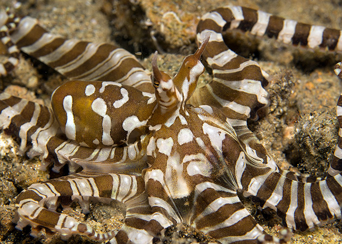 13_Wunderpus_photogenicus_(Wunderpus).jpg