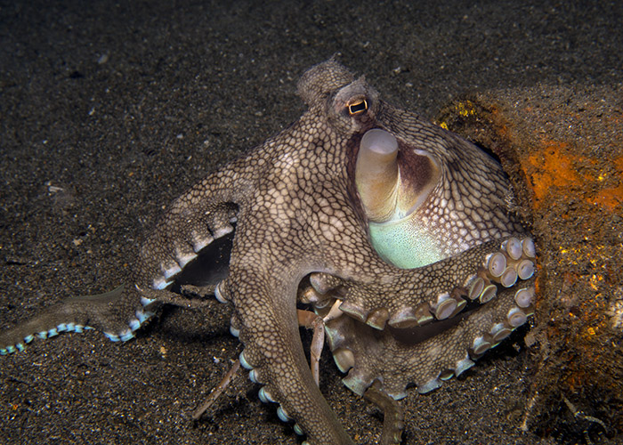 15_Amphioctopus_marginatus_(Coconut_Octopus).jpg