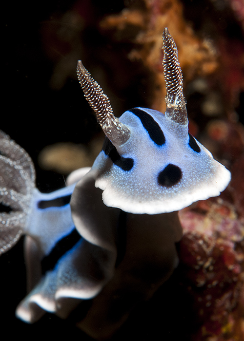 17_Chromodoris_willani.jpg