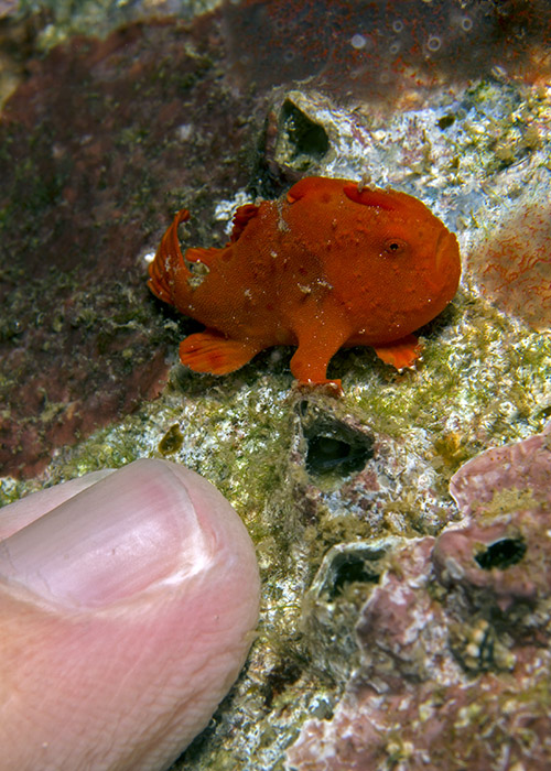 19_Antennerius_pictus(Painted_anglerfish_juvenile).jpg