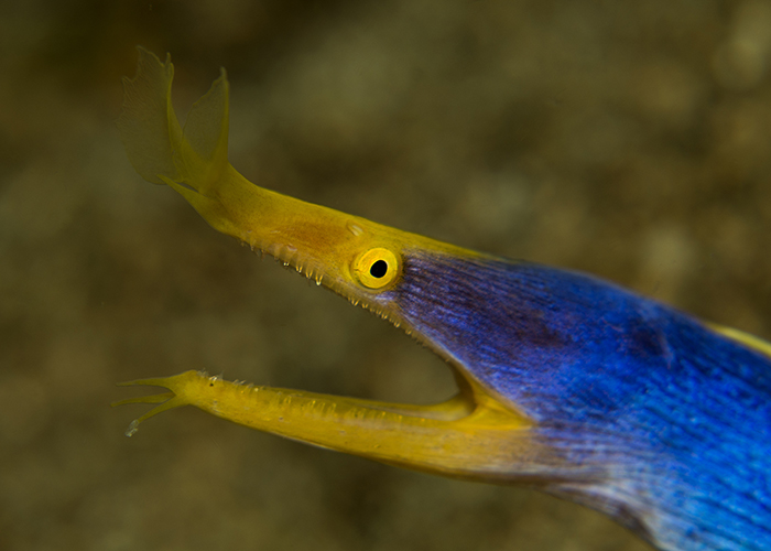 23_Rhinomuraena_quaesita)_Blue_ribbon_eel).jpg