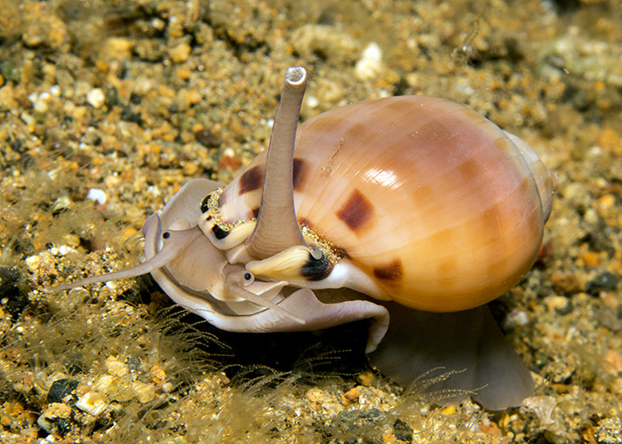 24_Semicassis_bisulcata_(Ball_Helmet_Snail).jpg