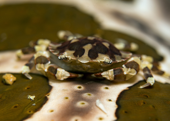 25_Lissocarcinus_orbicularis_(Sea_cucumber_crab).jpg