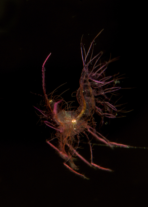 26_Phycocaris_simulans_(Hairy_Shrimp).jpg