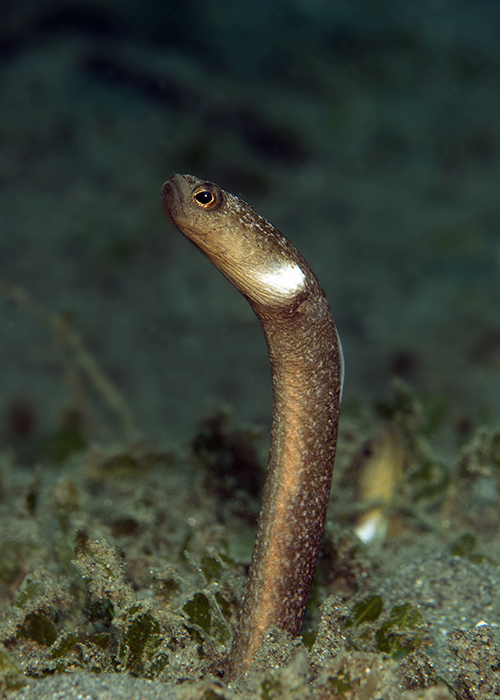 27_Heteroconger_perissodon_(Many_toothed_garden_eel).jpg
