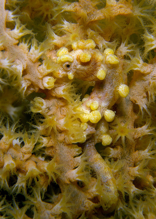 29_Hippocampus_bargibanti_(Pygmy_Seahorse).jpg