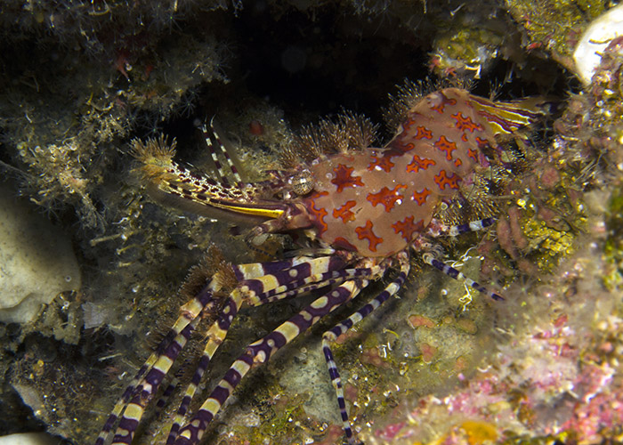 31_Saron_sp_(Marbled_shrimp).jpg