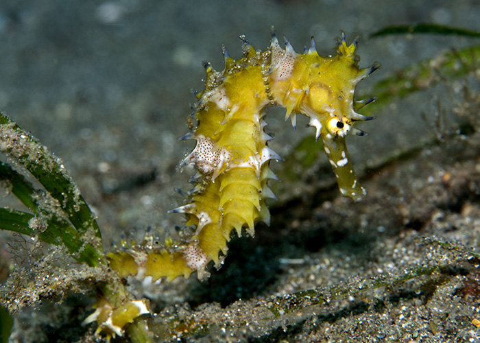 33_Hippocampus_histrix_(Thorny_Seahorse).jpg