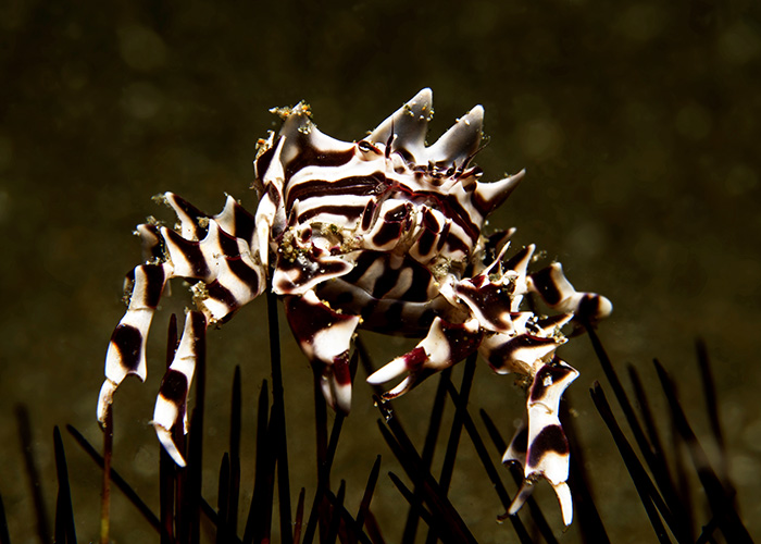 41_Zebrida_adamsii_(Zebra_urchin_crab).jpg