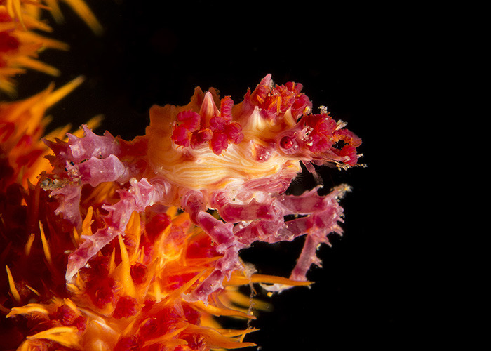 43_Hoplophrys_oatesii_(Softcoral_crab).jpg