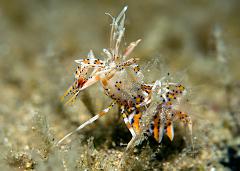 05_Phyllognathia_ceratophthalmus_(Tiger_Shrimp)