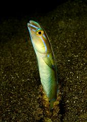 08_Xiphasia_setifer_(Snake_eel_Blenny)