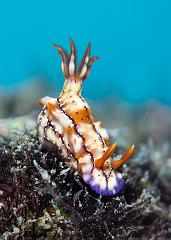 09_Hypselodoris_krakatoa