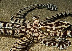 12_Thaumoctopus_mimicus_(Mimic_Octopus)