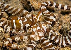 13_Wunderpus_photogenicus_(Wunderpus)