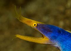 23_Rhinomuraena_quaesita)_Blue_ribbon_eel)