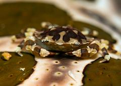 25_Lissocarcinus_orbicularis_(Sea_cucumber_crab)