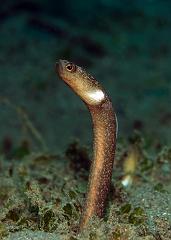 27_Heteroconger_perissodon_(Many_toothed_garden_eel)