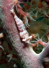 28_Hamodactylus_noumeae_(Gorgonian_shrimp)