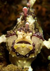 30_Antennerius_maculatus_(Warty_anglerfish)