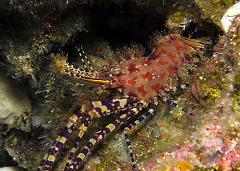 31_Saron_sp_(Marbled_shrimp)