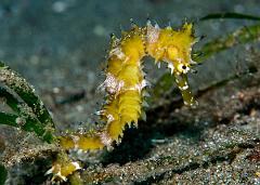 33_Hippocampus_histrix_(Thorny_Seahorse)