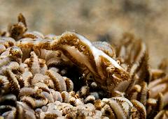 37_Hippolyte_commensalis_(Xenia_coral_shrimp)