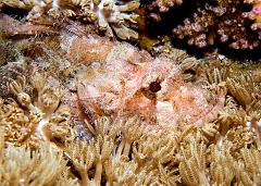 39_Scorpaenopsis_possi_(Poss_Scorpionfish)