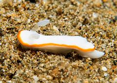 Chromodoris_albonares