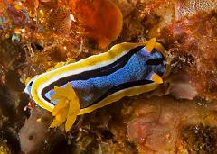 Chromodoris_annae