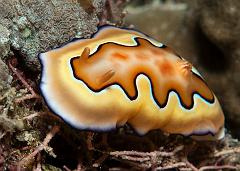 Chromodoris_coi