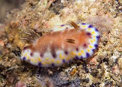 Chromodoris_collingwoodi