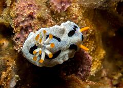 Chromodoris_dianae