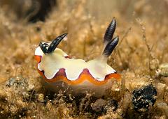 Chromodoris_fidelis