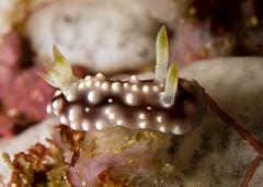 Chromodoris_geometrica