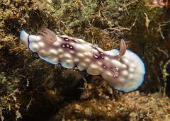 Chromodoris_hintantuensis