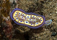 Chromodoris_kunei