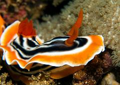 Chromodoris_magnifica