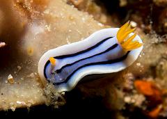 Chromodoris_sp