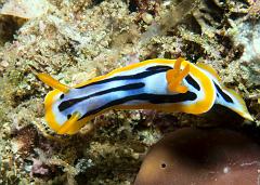 Chromodoris_strigata