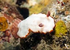 Chromodoris_verrieri