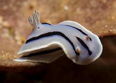 Chromodoris_willani