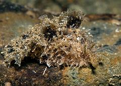 Dolabella_auricularia