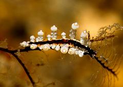 Eubranchus_sp